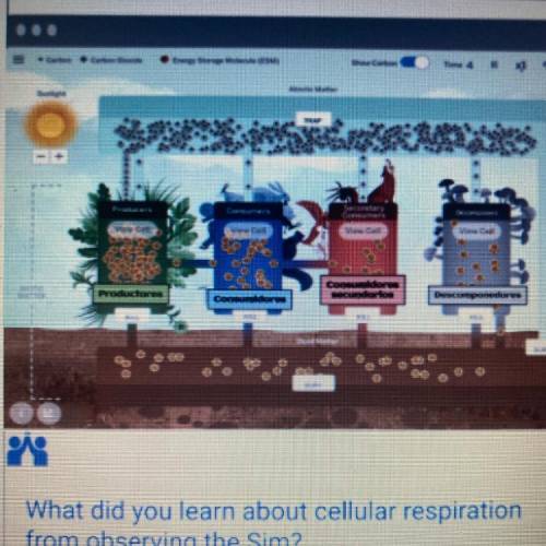 What did you learn about cellular respiration
from observing the Sim?
No links plz
