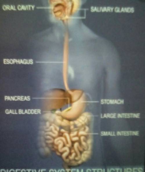 Can anyone tell me which structures are major or accessory structures of the digestive system ?