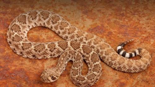 1.Look at the photo of the rattlesnake. Why do you think rattlesnakes might be in danger of being s