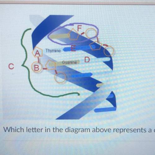I’m so desperate pls help
Which letter in the diagram above represents a complete nucleotide?