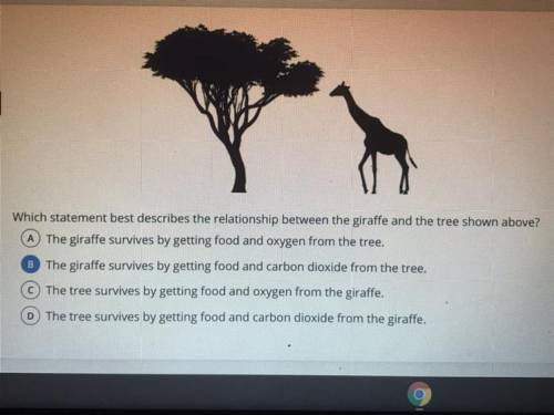Which statement best describes the relationship between the giraffe and the tree shown above?

The