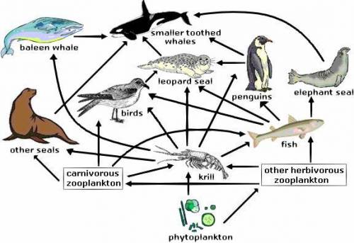 According to the food web shown, which group below lists only secondary consumers?

A. fish, carni