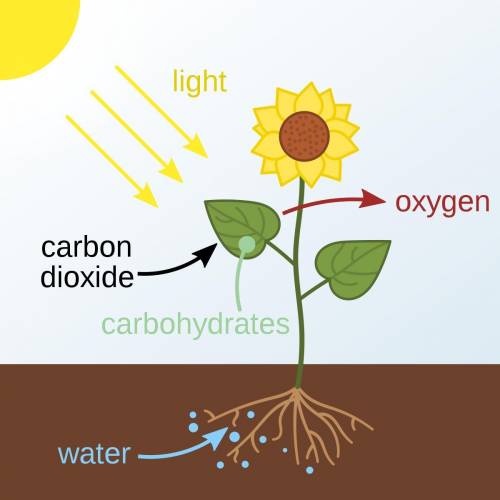 What is photosynthesis???​