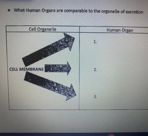 What 3 human organs are comparable to the organelle of excretion?