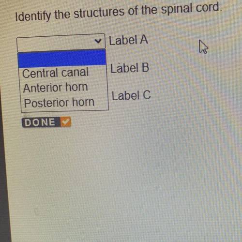 Identify the structures of the spinal cord.