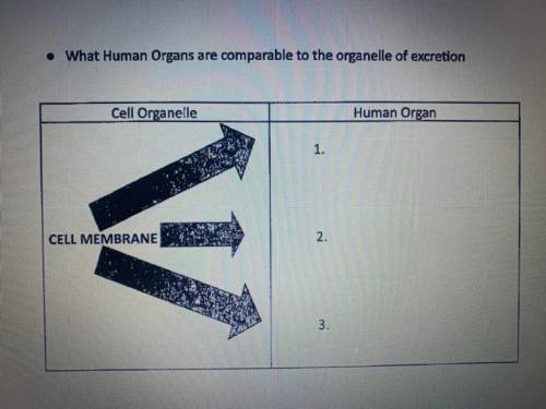 What human organs are comparable to the organelle of excretion?
