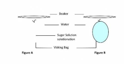 student set up an experiment using a Visking bag containing concentrated sugar solution. Visking tu