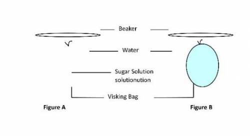 student set up an experiment using a Visking bag containing concentrated sugar solution. Visking tu