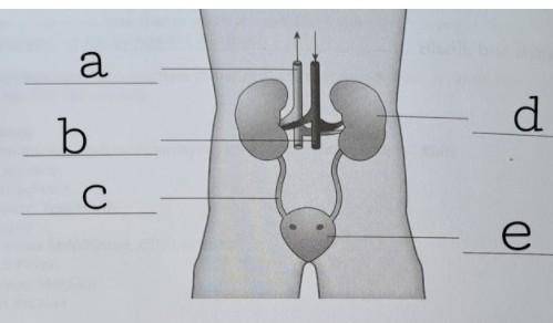Help asap please

The picture below shows the structure of our urinary system. Identify and na