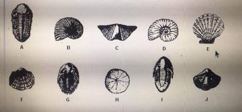 The diagram represent fossils found at different locations. When classified by similarity of struct