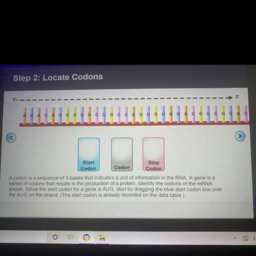 Lab: Building Proteins from RNA Virtual Lab Step 2: Locate Codons
Where do I put the blocks?