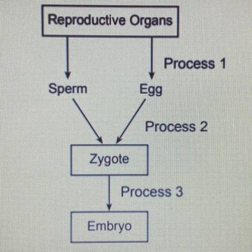 The diagram below represents the processes leading to the formation of a human embryo.