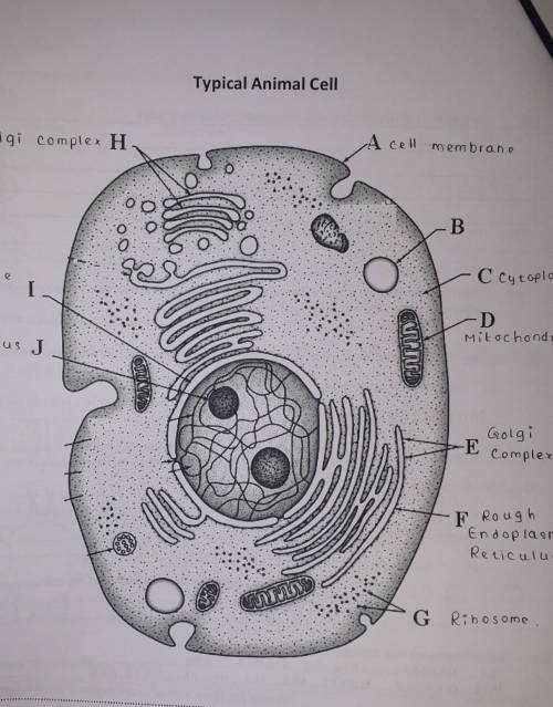 This is typical animal cell.here we hv to label it. I hv done it so far but im not sure with my ans