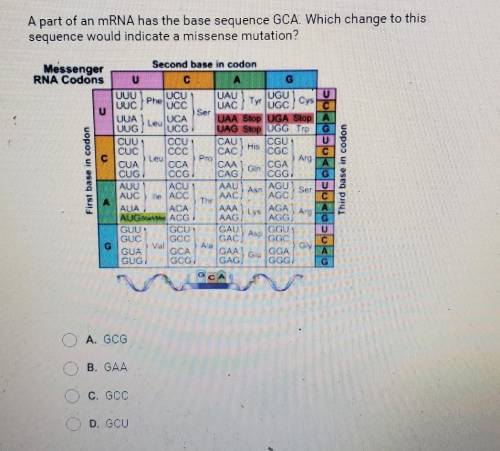 A part of an mRNA has the base sequence GCA. Which change to this sequence would indicate a missens