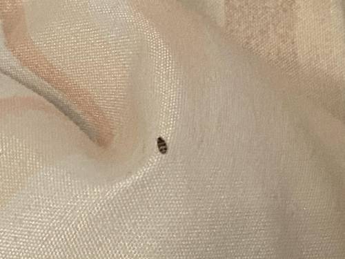 What is this bug that I found roaming around my covers