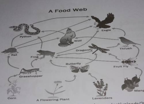 With the given food web below, make three (3) food chains showing the proper feeding position of or