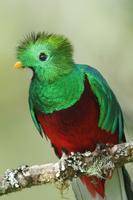 What is the meaning of quetzal?​