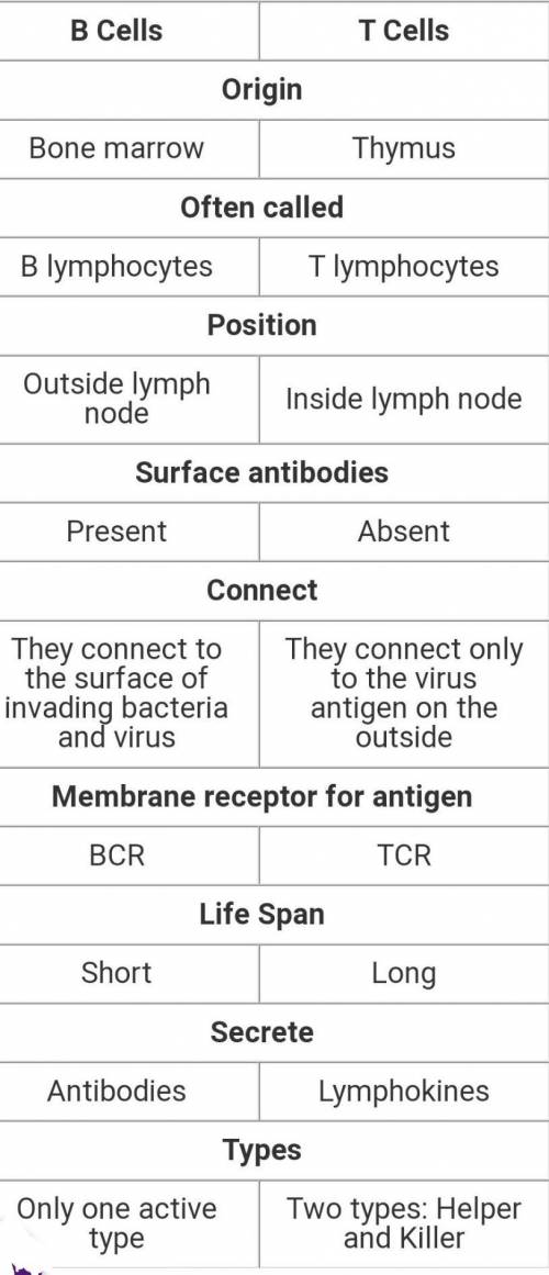 What is the difference between B-cell lymphocytes and T-cell lymphocytes?

A- B cells regulate bloo