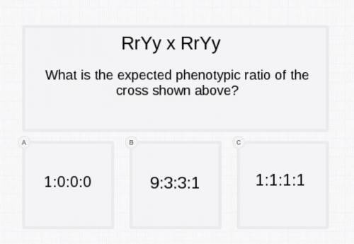 RrYy x RrYy
What is the expected phenotypic ratio of the cross show above?