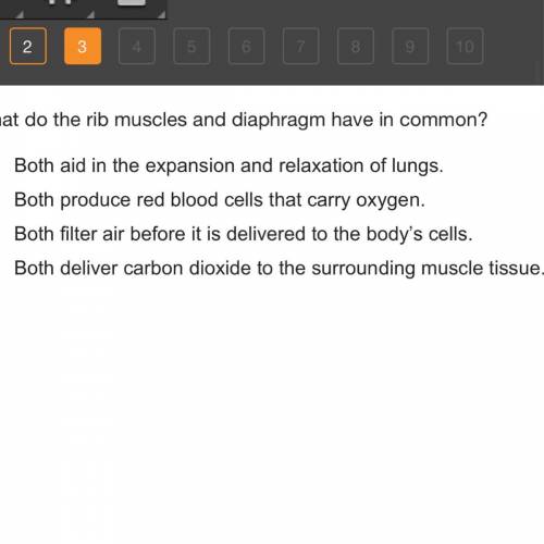 What do the rib muscles and diaphragm have in common?