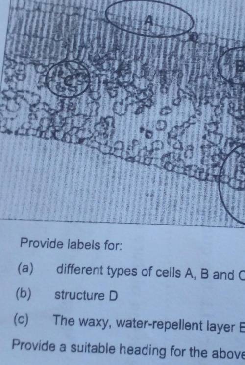 E 3.2 Provide labels for: (a) different types of cells A, B and C (3) (b) structure D (c) The waxy,