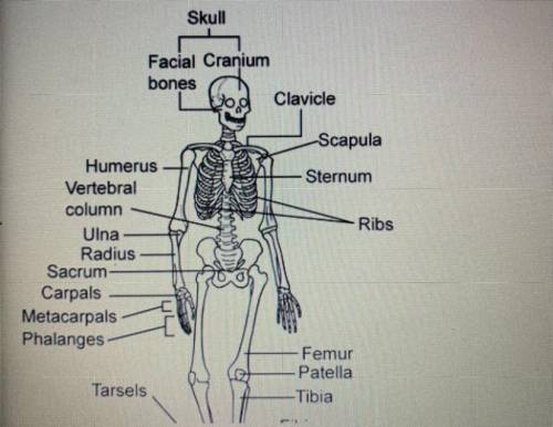 Using the drawing, which function of the skeletal system does the joint between the humerus

and s