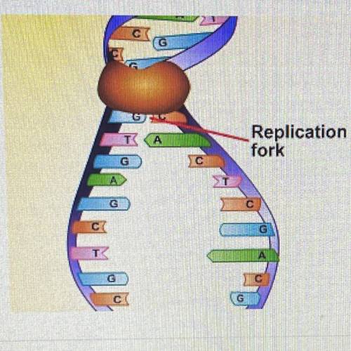 The image below shows one of the earliest stages of DNA replication. What

role does helicase play