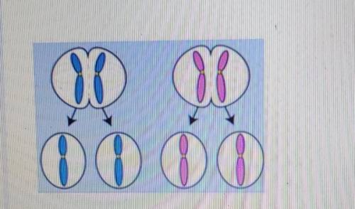 Meiosis Which of the following best describes the image to the right? OB 0 0 0 0 A. Meiosis 2 B. Mi