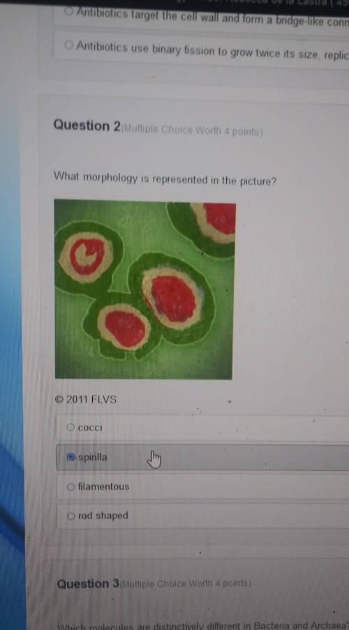 What morphology is represented in the picture? answers:

A. cocciB. spirilla C. filamentous D. rod