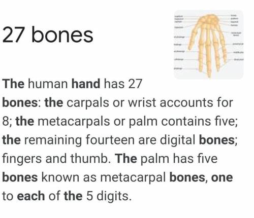 Hi don’t answer if you don’t know or I’ll report you how many bones are in your hand? Don’t answer i