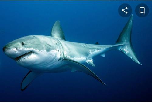 A child who is swimming toward shore at 0.78 m/s sees shark and picks up his speed

to 1.89 m/s. He