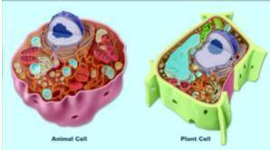 Compare and contrast the cell structures / organelles found in plant and animal cells.

list 3 org