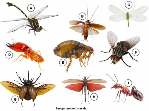 This image shows nine different insects.

Use this dichotomous key to identify the taxonomic order