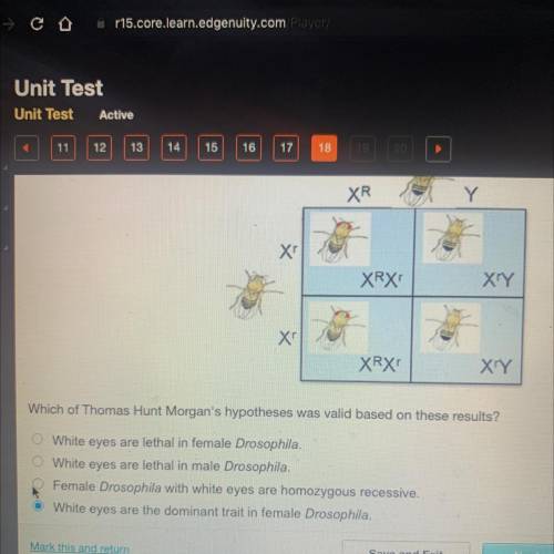The results of Thomas Hunt Morgan's last cross are shown in the Punnett square below