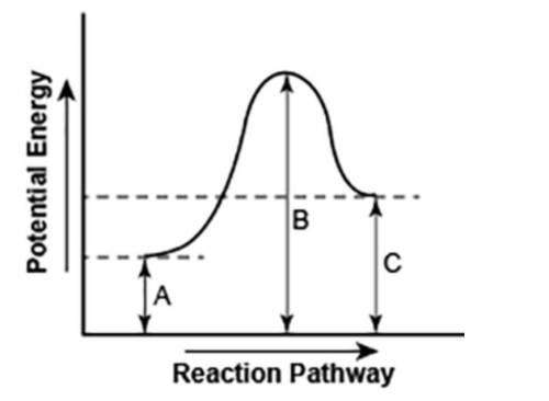 The diagram shows the potential energy changes for a reaction pathway. (10 points)

A curve line g