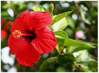 Write the flora of the Hibiscus flower.​