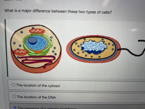 What is a major difference between these two types of cells?

The location of the cytosol
The loca
