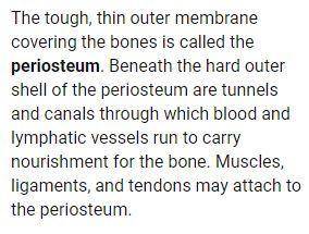 Briefly describe what the outer layer of bone tissue is like