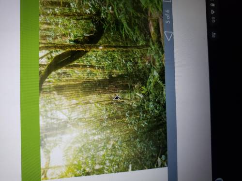 Looking in the rain forest pictures, how would you begin to classify the pants in the scene?