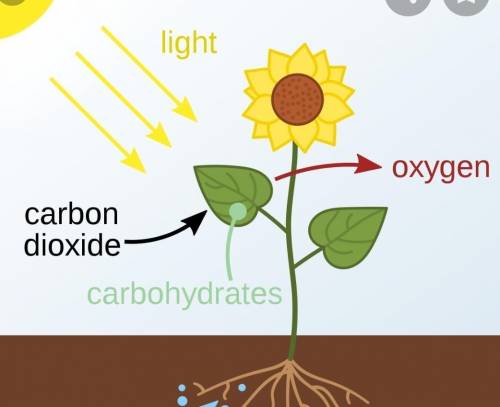 Define photosynthesisfollow for more points​