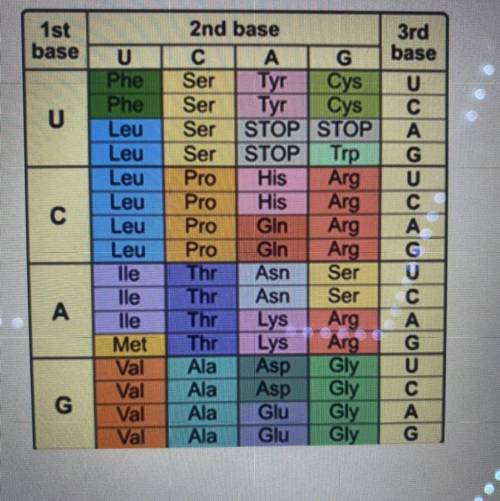 Use your knowledge of Protein Synthesis, and the provided chart, to identify the

correct Amino Ac