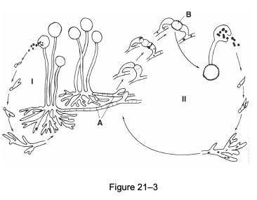In which section of Figure 21–3, I or II, are all structures haploid?
(See image)