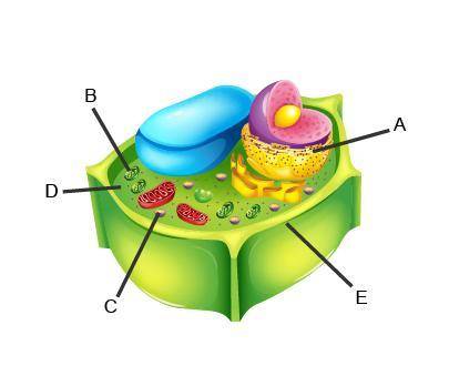 Identify the structures in the cell