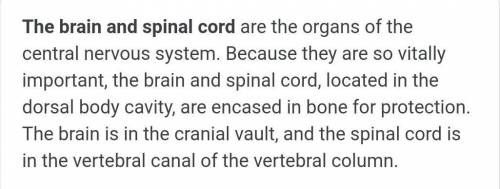Organization of human nervous system