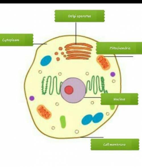 Drag each label to the correct location.
Identify the function of each organelle.