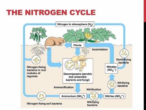 Nitrogen enters the biotic (living) cycle mostly by *

 
A. decomposition by de-nitrofying bacteria