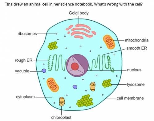 A.

absence of a cell wall
B. 
absence of a nucleoid
C. 
presence of chloroplast
D. 
presence of