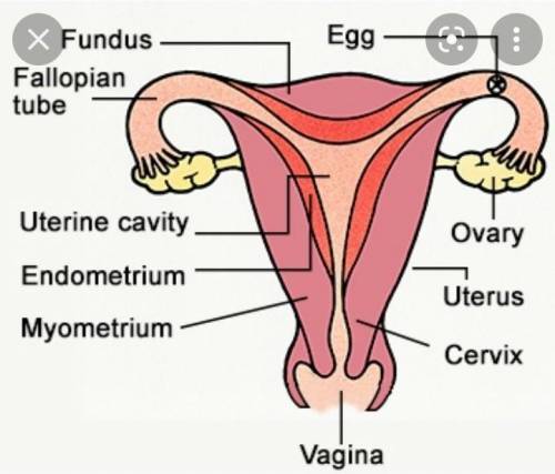 Diagram for female reproductive system​