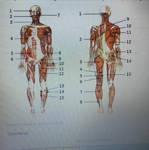 HELP lable muscle diagram