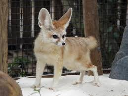 This is a Fennec Fox. I might get one as a pet. should i?